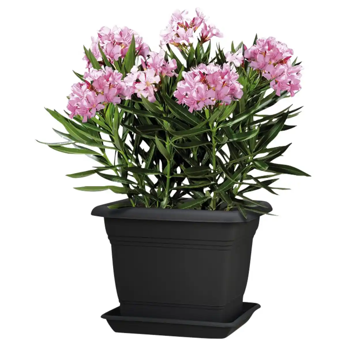 Bild 3 von SCHEURICH Pflanzgefäß »Nora«, Kunststoff, grau, eckig