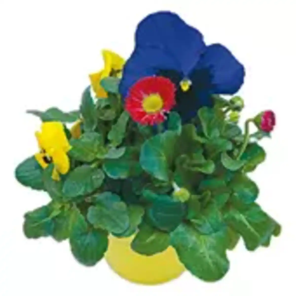 Bild 1 von Frühlingsboten Trio