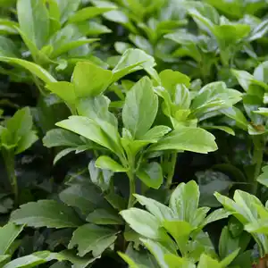 Gartenkrone Schattengrün, Pachysandra terminalis, Blattfarbe: grün, Blüte: weiß