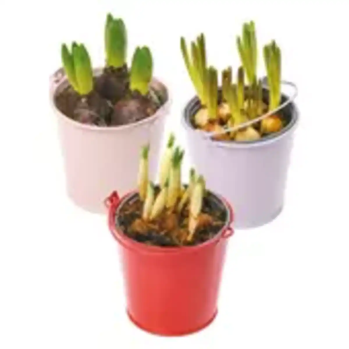 Bild 1 von Blumenzwiebel-Mix im Zinktopf