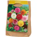 Bild 3 von Dahlien-Zwiebeln