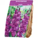 Bild 2 von Gladiolenzwiebeln