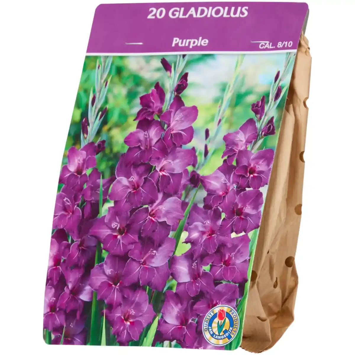 Bild 2 von Gladiolenzwiebeln