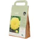 Bild 1 von Blumenzwiebeln Dahlien