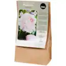 Bild 2 von Pfingstrosenzwiebeln