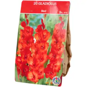 Gladiolenzwiebeln