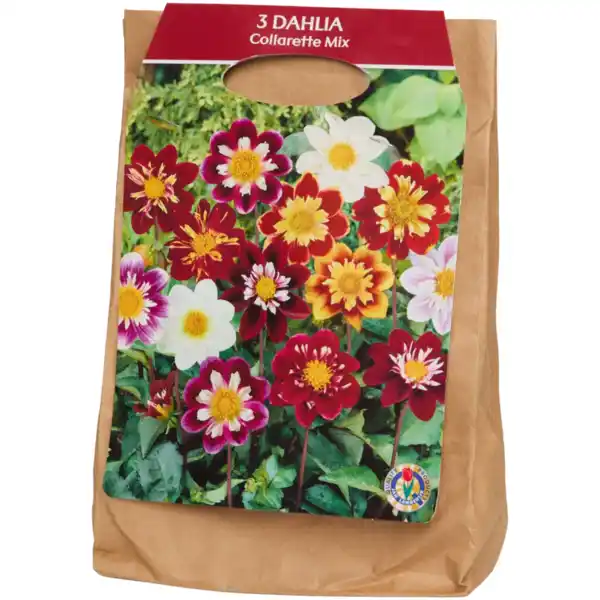 Bild 2 von Dahlien-Zwiebeln