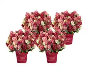 Bodendecker-Rispen-Hortensie Groundbreaker® 'Ruby' ™, 4er-Set