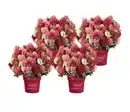 Bild 1 von Bodendecker-Rispen-Hortensie Groundbreaker® 'Ruby' ™, 4er-Set