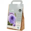 Bild 2 von Blumenzwiebeln Dahlien