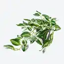 Bild 1 von Kunstpflanze im Topf, ca. 35 cm