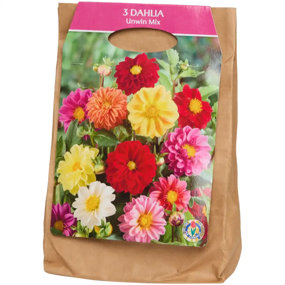 Bild 1 von Dahlien-Zwiebeln