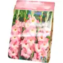 Bild 4 von Gladiolenzwiebeln