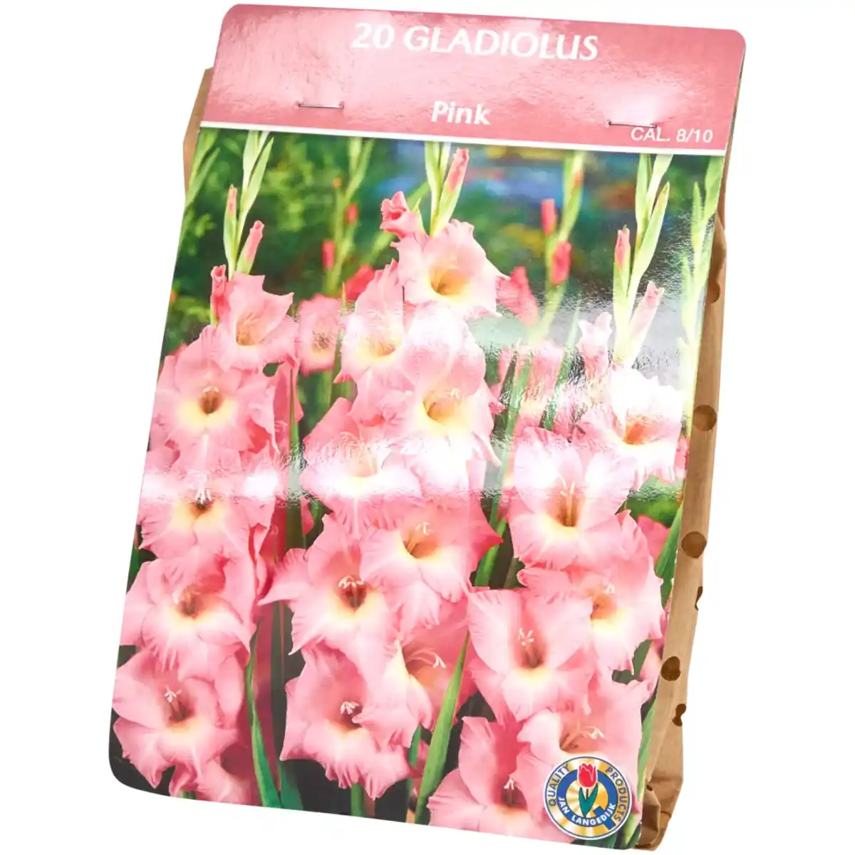 Bild 4 von Gladiolenzwiebeln