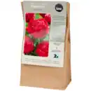 Bild 1 von Pfingstrosenzwiebeln