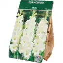 Bild 3 von Gladiolenzwiebeln