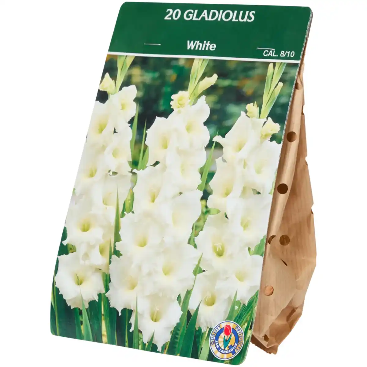 Bild 3 von Gladiolenzwiebeln