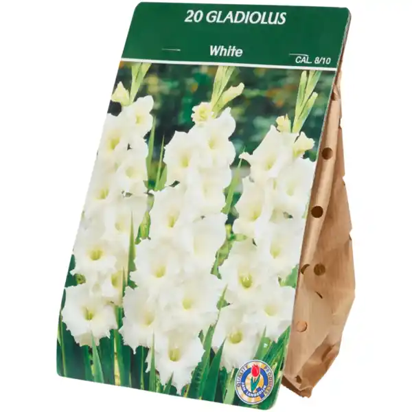 Bild 3 von Gladiolenzwiebeln