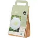 Bild 3 von Blumenzwiebeln Dahlien