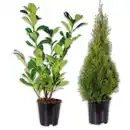 Bild 1 von Heckenpflanze