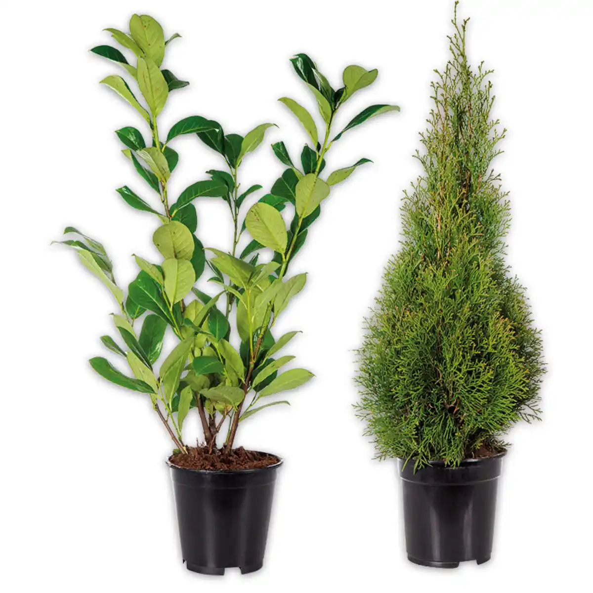 Bild 1 von Heckenpflanze