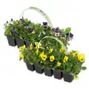 Bild 1 von Stiefmütterchen