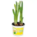 Bild 1 von Narzissen "Tête-à-Tête"