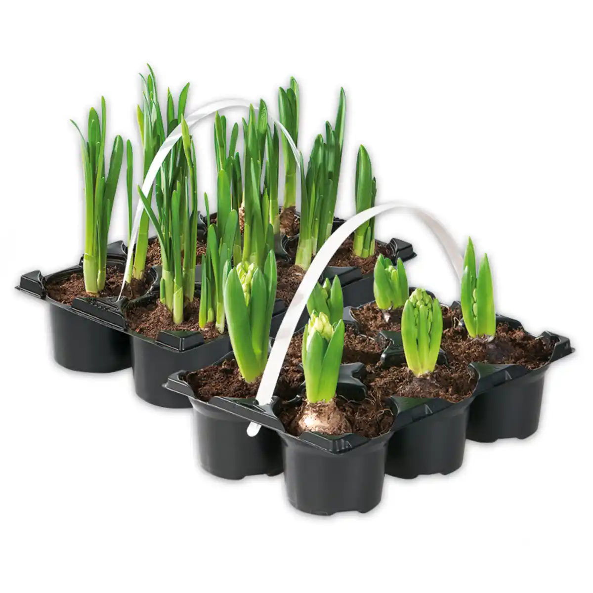 Bild 1 von Zwiebel-/ Frühjahrsstauden