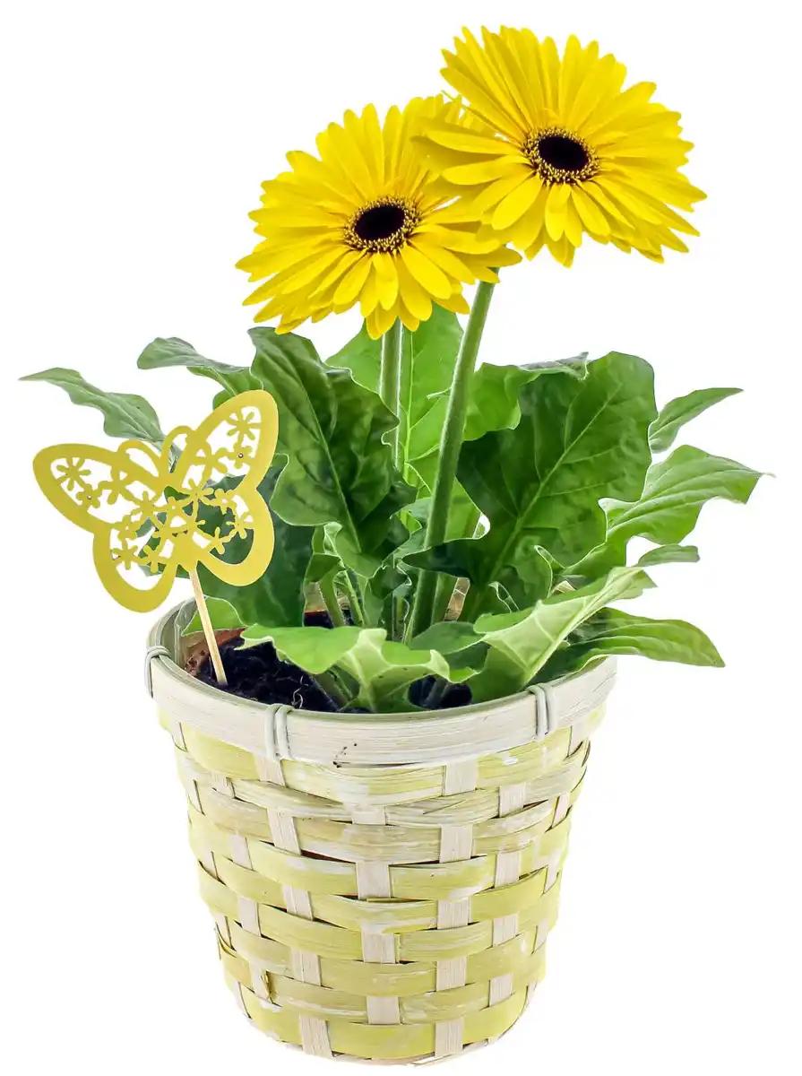 Bild 1 von Gerbera im Korb