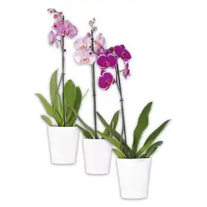 Orchidee Phalaenopsis