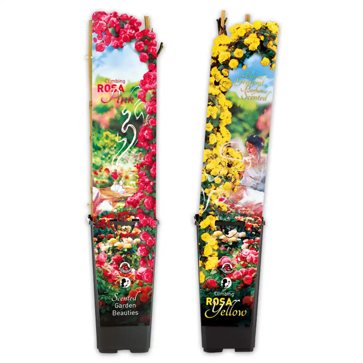 Bild 1 von Duftende Kletterrosen