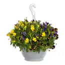 Bild 1 von Hornveilchen