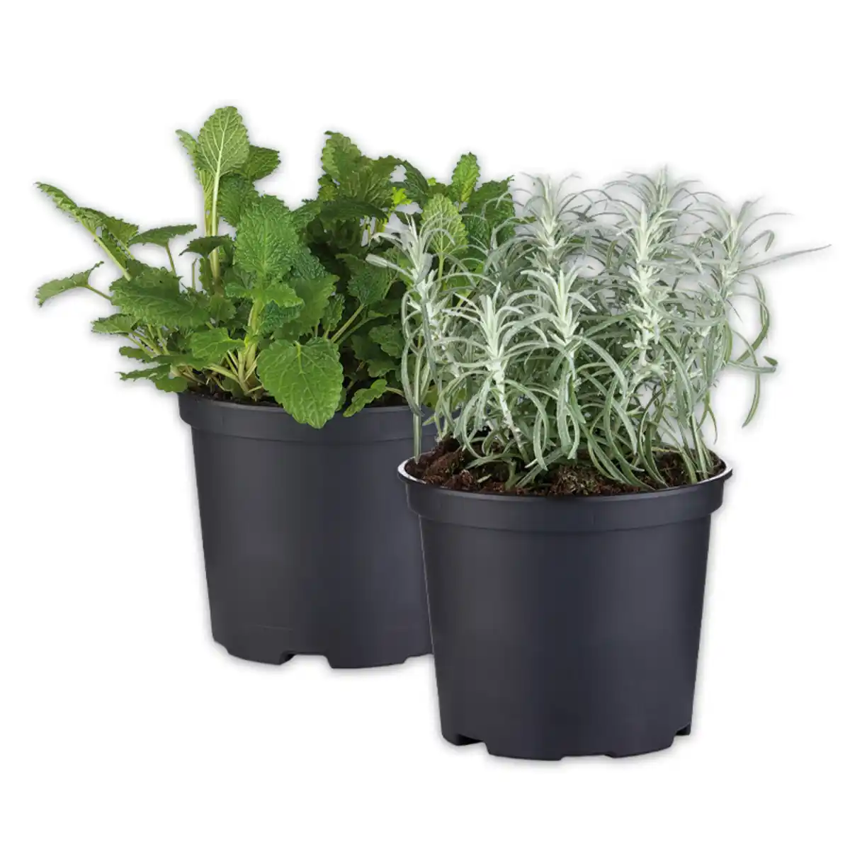 Bild 1 von Gewürzkräuter