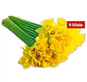 Narzissen*