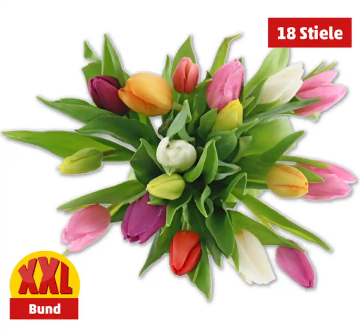 Bild 1 von Tulpen Harlekin*