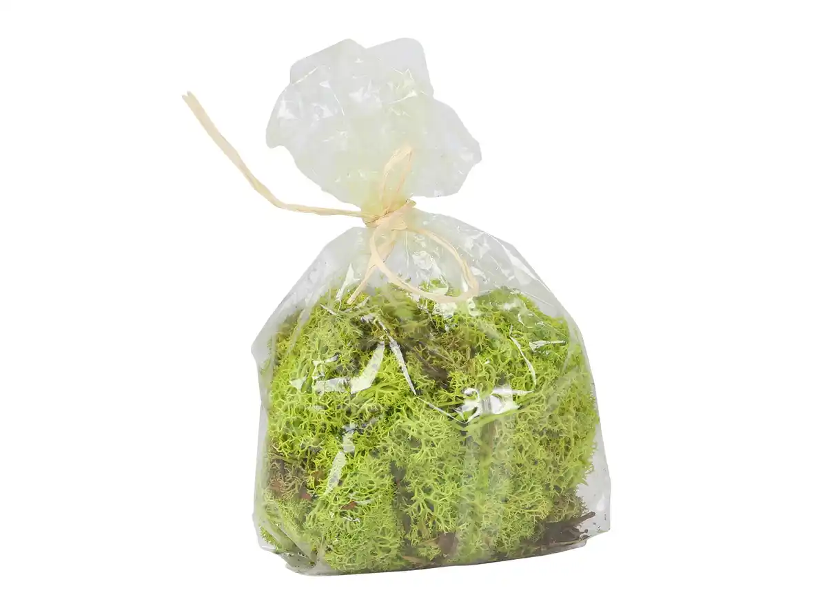 Bild 1 von Islandmoos springgrün