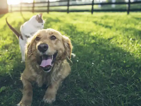 Bild 2 von DOKAS Hühnerbrust in Stücken, 50 g
