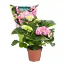 Bild 2 von GARDENLINE Hortensie