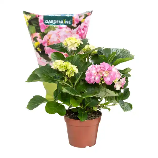 Bild 2 von GARDENLINE Hortensie