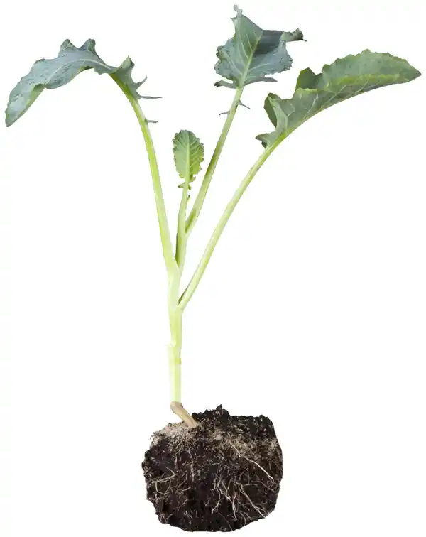 Bild 4 von Gemüsepflanzen