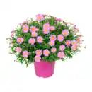 Bild 3 von GARDENLINE Margeritenbusch