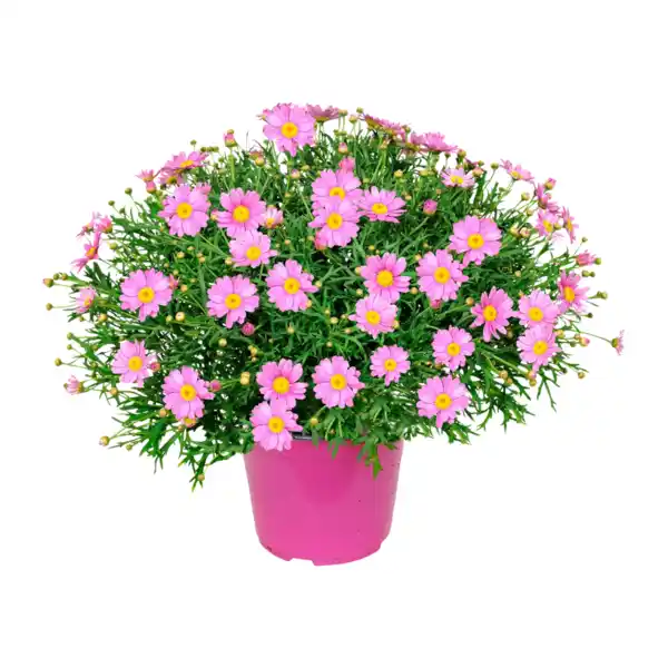 Bild 3 von GARDENLINE Margeritenbusch