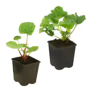 GARDENLINE Erdbeere / Rhabarber