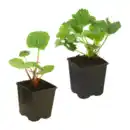 Bild 1 von GARDENLINE Erdbeere / Rhabarber