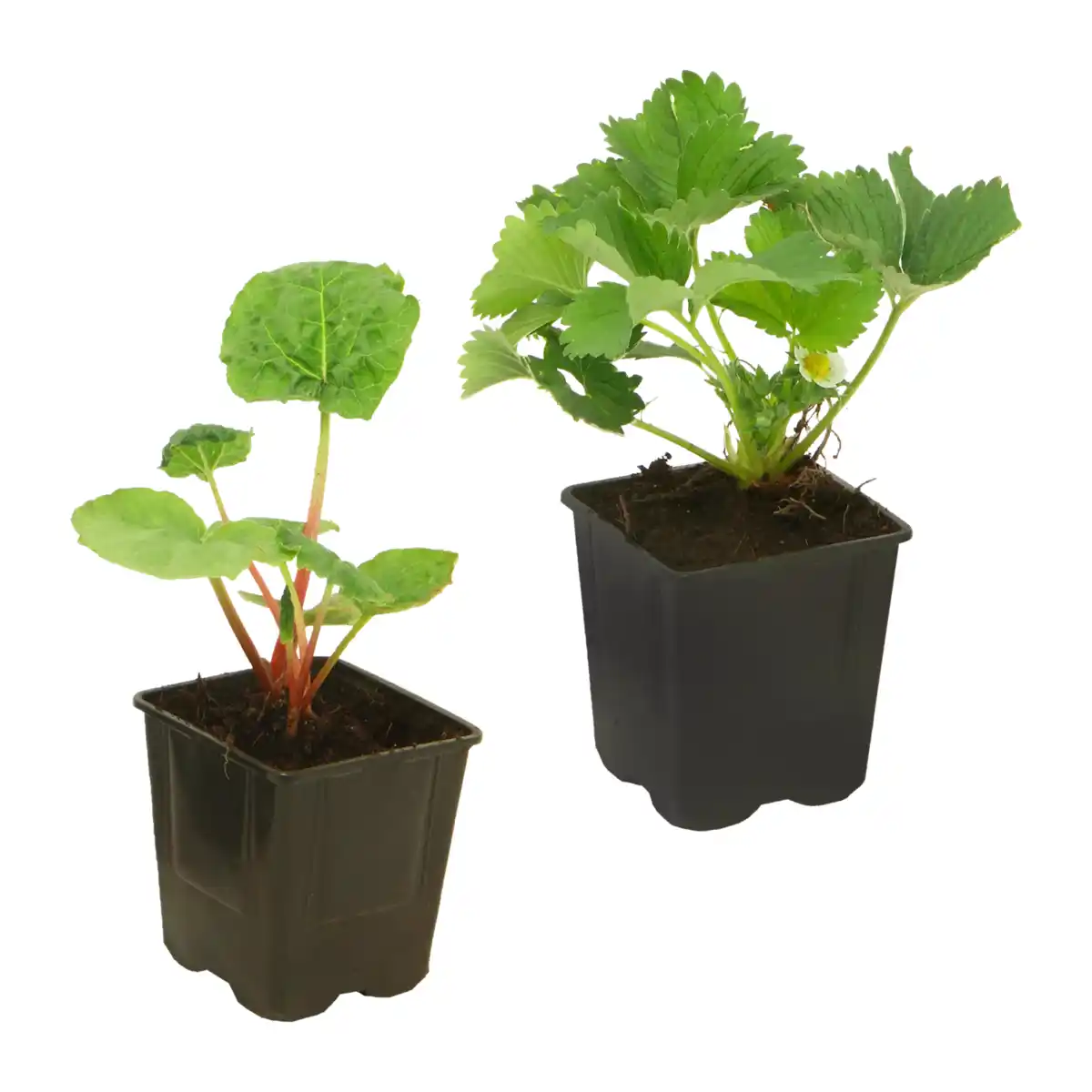 Bild 1 von GARDENLINE Erdbeere / Rhabarber