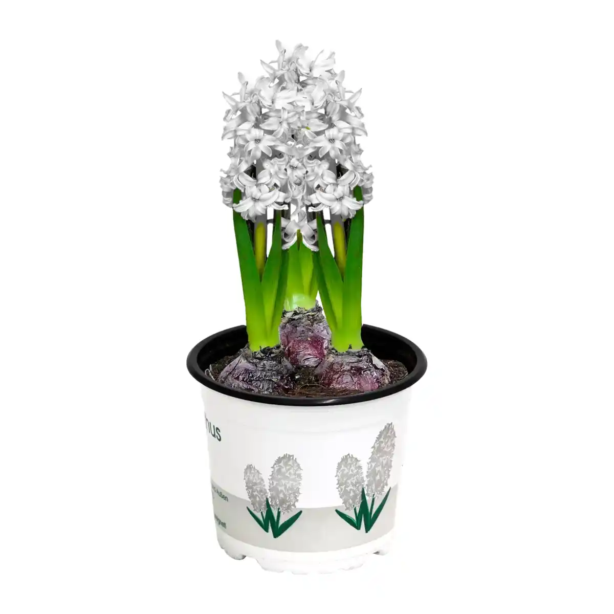 Bild 4 von GARDENLINE Narzissen / Hyazinthen