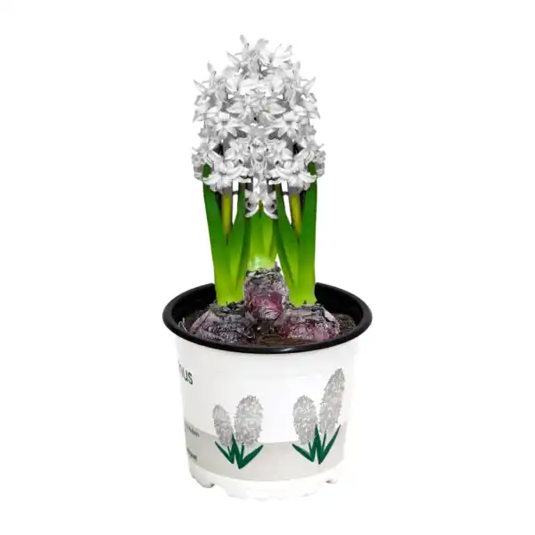 Bild 4 von GARDENLINE Narzissen / Hyazinthen