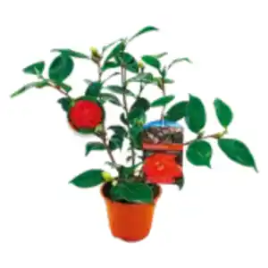 Kamelie „Japonica“