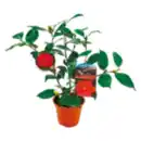 Bild 1 von Kamelie „Japonica“