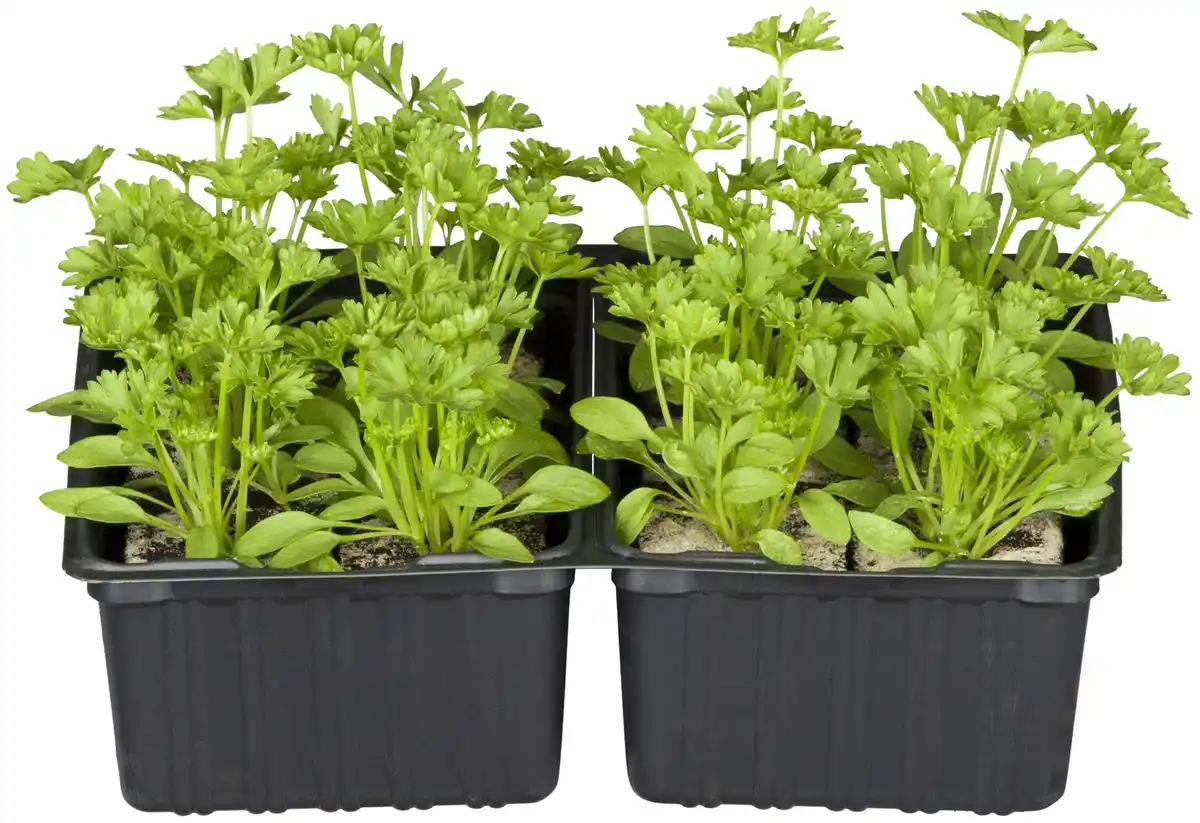 Bild 3 von Gemüsepflanzen